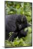 Young Mountain Gorilla (Gorilla Gorilla Beringei), Kongo, Rwanda, Africa-Thorsten Milse-Mounted Photographic Print
