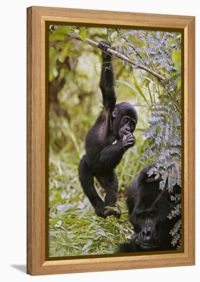 Young Mountain Gorilla Hanging from Branch-null-Framed Premier Image Canvas