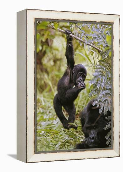 Young Mountain Gorilla Hanging from Branch-null-Framed Premier Image Canvas