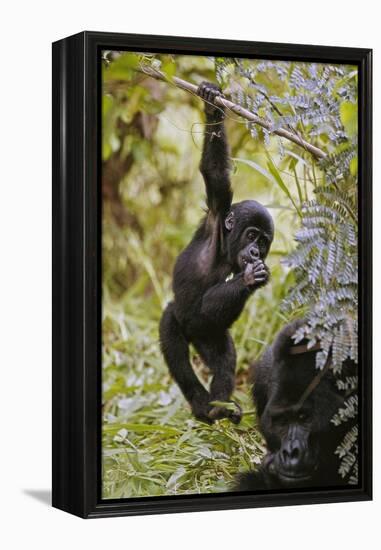 Young Mountain Gorilla Hanging from Branch-null-Framed Premier Image Canvas