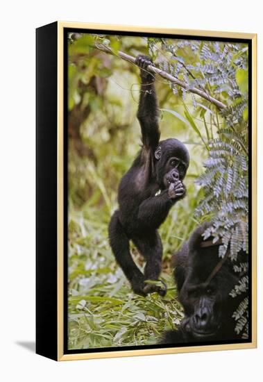 Young Mountain Gorilla Hanging from Branch-null-Framed Premier Image Canvas