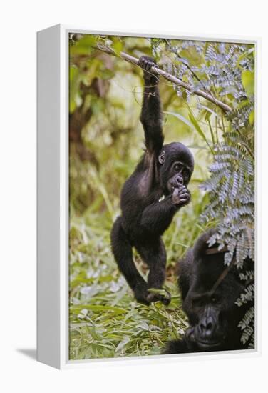 Young Mountain Gorilla Hanging from Branch-null-Framed Premier Image Canvas