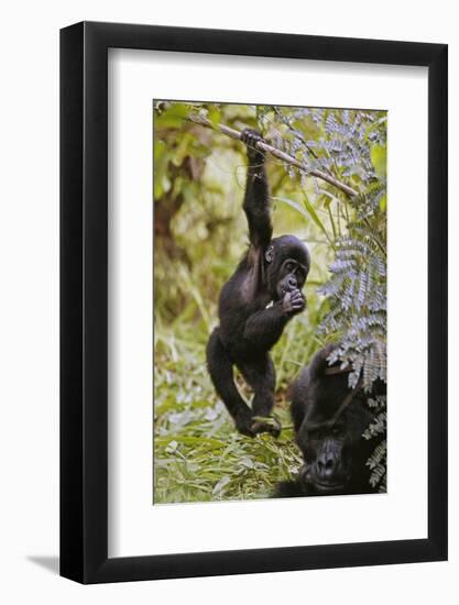 Young Mountain Gorilla Hanging from Branch-null-Framed Photographic Print