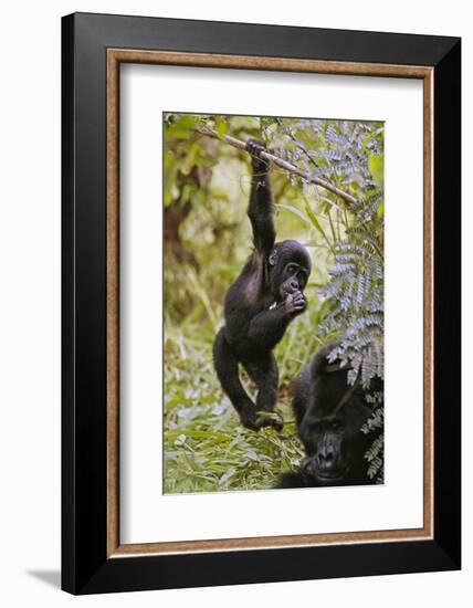 Young Mountain Gorilla Hanging from Branch-null-Framed Photographic Print