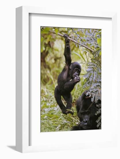 Young Mountain Gorilla Hanging from Branch-null-Framed Photographic Print