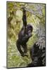 Young Mountain Gorilla Hanging from Branch-null-Mounted Photographic Print