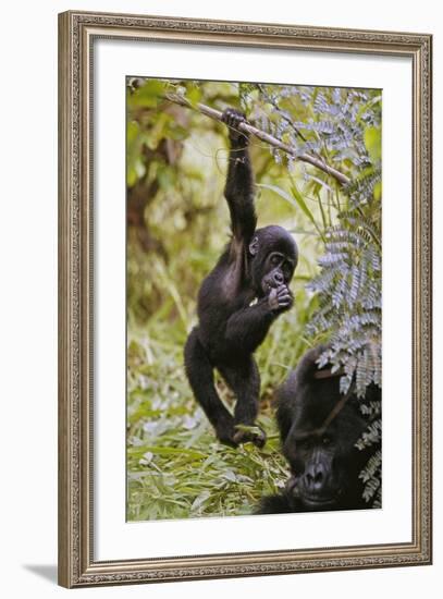 Young Mountain Gorilla Hanging from Branch-null-Framed Photographic Print