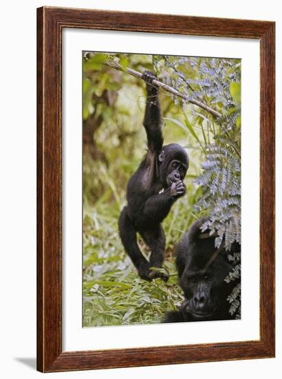 Young Mountain Gorilla Hanging from Branch-null-Framed Photographic Print