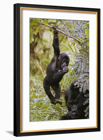 Young Mountain Gorilla Hanging from Branch-null-Framed Photographic Print