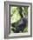 Young Mountain Gorilla Hangs from Vine-Paul Souders-Framed Photographic Print