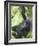 Young Mountain Gorilla Hangs from Vine-Paul Souders-Framed Photographic Print