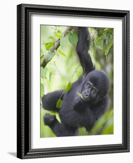 Young Mountain Gorilla Hangs from Vine-Paul Souders-Framed Photographic Print