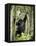 Young Mountain Gorilla Playing in the Trees, Amahoro a Group, Rwanda, Africa-James Hager-Framed Premier Image Canvas