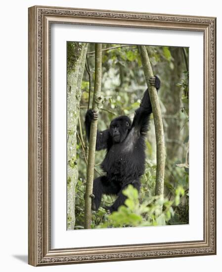 Young Mountain Gorilla Playing in the Trees, Amahoro a Group, Rwanda, Africa-James Hager-Framed Photographic Print