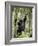 Young Mountain Gorilla Playing in the Trees, Amahoro a Group, Rwanda, Africa-James Hager-Framed Photographic Print