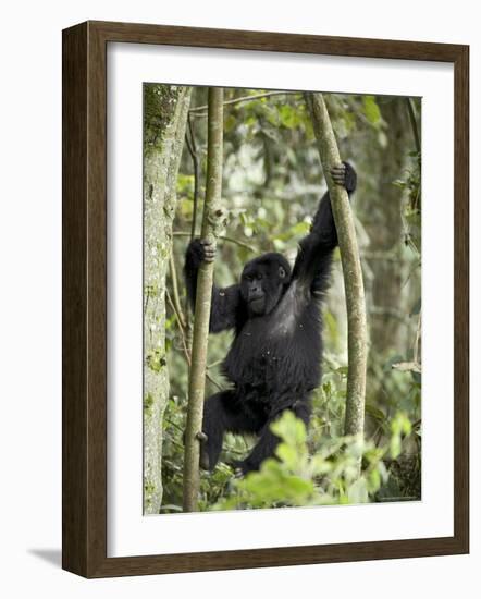 Young Mountain Gorilla Playing in the Trees, Amahoro a Group, Rwanda, Africa-James Hager-Framed Photographic Print