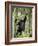 Young Mountain Gorilla Playing in the Trees, Amahoro a Group, Rwanda, Africa-James Hager-Framed Photographic Print