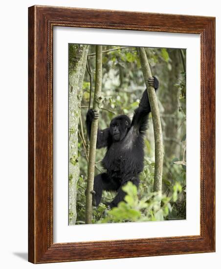 Young Mountain Gorilla Playing in the Trees, Amahoro a Group, Rwanda, Africa-James Hager-Framed Photographic Print