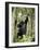 Young Mountain Gorilla Playing in the Trees, Amahoro a Group, Rwanda, Africa-James Hager-Framed Photographic Print