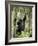 Young Mountain Gorilla Playing in the Trees, Amahoro a Group, Rwanda, Africa-James Hager-Framed Photographic Print