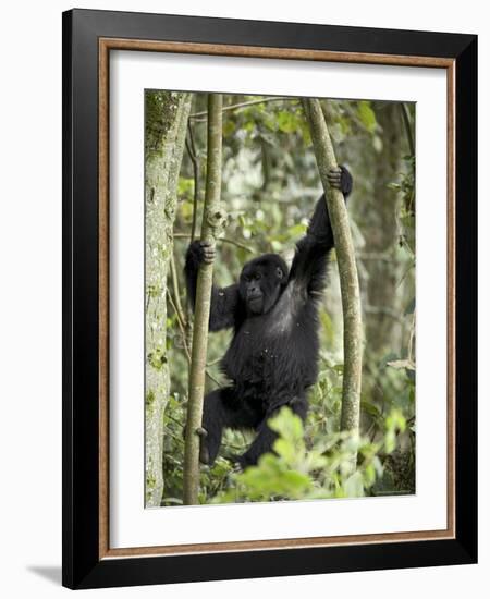 Young Mountain Gorilla Playing in the Trees, Amahoro a Group, Rwanda, Africa-James Hager-Framed Photographic Print