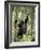 Young Mountain Gorilla Playing in the Trees, Amahoro a Group, Rwanda, Africa-James Hager-Framed Photographic Print