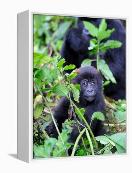 Young Mountain Gorilla Sitting, Volcanoes National Park, Rwanda, Africa-Eric Baccega-Framed Premier Image Canvas