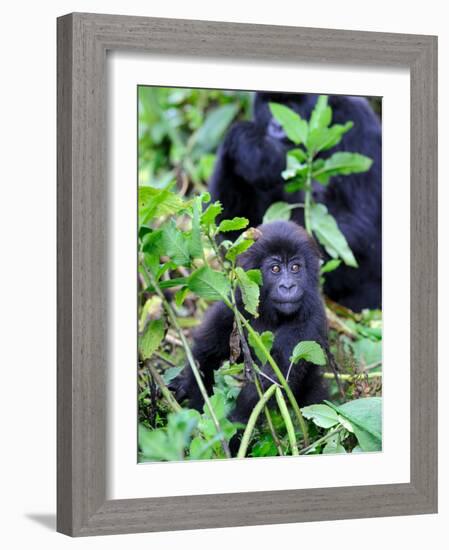 Young Mountain Gorilla Sitting, Volcanoes National Park, Rwanda, Africa-Eric Baccega-Framed Photographic Print