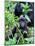 Young Mountain Gorilla Sitting, Volcanoes National Park, Rwanda, Africa-Eric Baccega-Mounted Photographic Print