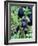 Young Mountain Gorilla Sitting, Volcanoes National Park, Rwanda, Africa-Eric Baccega-Framed Photographic Print