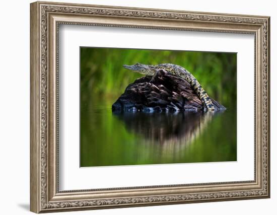 Young Nile Crocodile basking on an exposed log, Botswana-Wim van den Heever-Framed Photographic Print