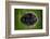 Young Nile Crocodile basking on an exposed log, Botswana-Wim van den Heever-Framed Photographic Print