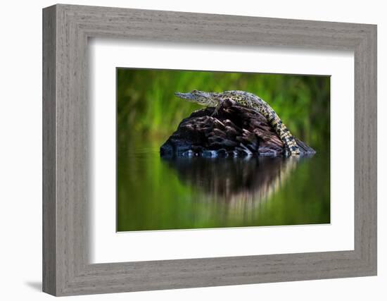 Young Nile Crocodile basking on an exposed log, Botswana-Wim van den Heever-Framed Photographic Print