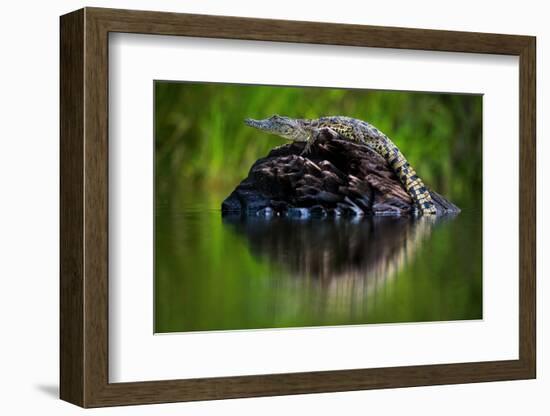 Young Nile Crocodile basking on an exposed log, Botswana-Wim van den Heever-Framed Photographic Print