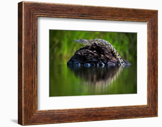 Young Nile Crocodile basking on an exposed log, Botswana-Wim van den Heever-Framed Photographic Print