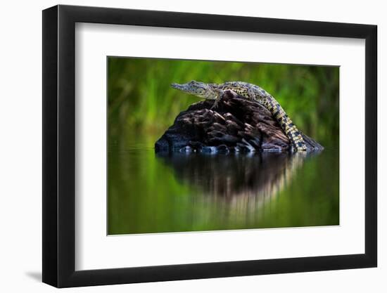 Young Nile Crocodile basking on an exposed log, Botswana-Wim van den Heever-Framed Photographic Print