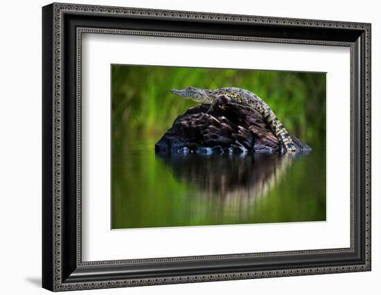 Young Nile Crocodile basking on an exposed log, Botswana-Wim van den Heever-Framed Photographic Print