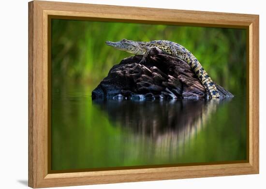 Young Nile Crocodile basking on an exposed log, Botswana-Wim van den Heever-Framed Premier Image Canvas