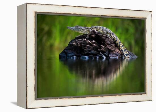 Young Nile Crocodile basking on an exposed log, Botswana-Wim van den Heever-Framed Premier Image Canvas