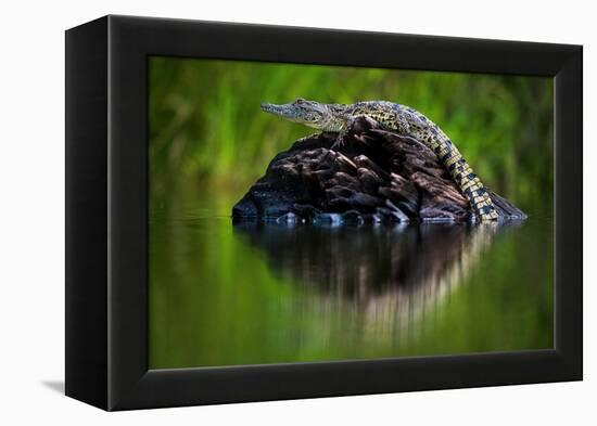 Young Nile Crocodile basking on an exposed log, Botswana-Wim van den Heever-Framed Premier Image Canvas