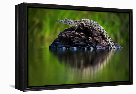 Young Nile Crocodile basking on an exposed log, Botswana-Wim van den Heever-Framed Premier Image Canvas