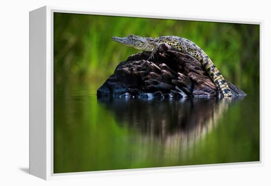 Young Nile Crocodile basking on an exposed log, Botswana-Wim van den Heever-Framed Premier Image Canvas