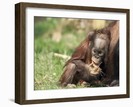 Young Orang-Utan (Pongo Pygmaeus), in Captivity, Apenheul Zoo, Netherlands (Holland), Europe-Thorsten Milse-Framed Photographic Print