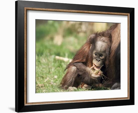 Young Orang-Utan (Pongo Pygmaeus), in Captivity, Apenheul Zoo, Netherlands (Holland), Europe-Thorsten Milse-Framed Photographic Print