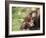 Young Orang-Utan (Pongo Pygmaeus), in Captivity, Apenheul Zoo, Netherlands (Holland), Europe-Thorsten Milse-Framed Photographic Print