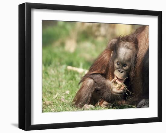 Young Orang-Utan (Pongo Pygmaeus), in Captivity, Apenheul Zoo, Netherlands (Holland), Europe-Thorsten Milse-Framed Photographic Print