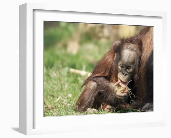 Young Orang-Utan (Pongo Pygmaeus), in Captivity, Apenheul Zoo, Netherlands (Holland), Europe-Thorsten Milse-Framed Photographic Print