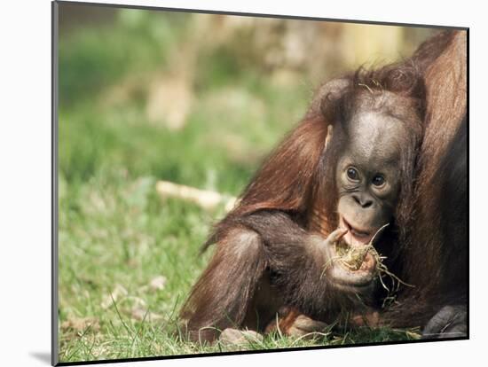 Young Orang-Utan (Pongo Pygmaeus), in Captivity, Apenheul Zoo, Netherlands (Holland), Europe-Thorsten Milse-Mounted Photographic Print