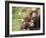 Young Orang-Utan (Pongo Pygmaeus), in Captivity, Apenheul Zoo, Netherlands (Holland), Europe-Thorsten Milse-Framed Photographic Print