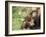 Young Orang-Utan (Pongo Pygmaeus), in Captivity, Apenheul Zoo, Netherlands (Holland), Europe-Thorsten Milse-Framed Photographic Print